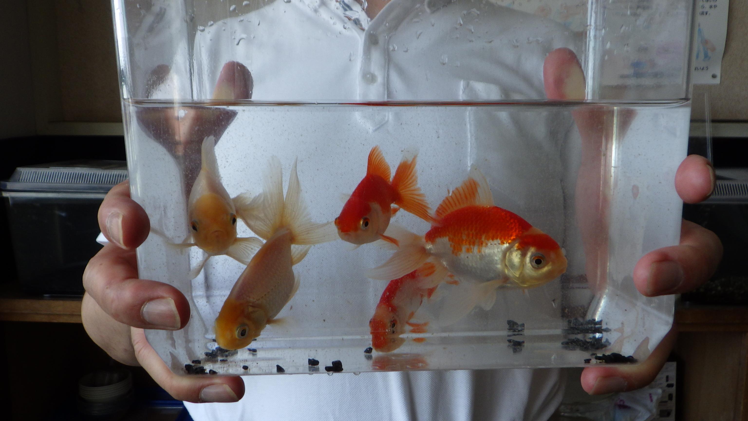 南沢が金魚５匹の入ったプラスチック水槽を胸の前にもって写真に納まっています！！